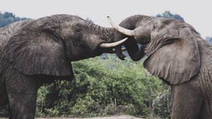 Zwei Elefanten legen ihr Rüssel übereinander